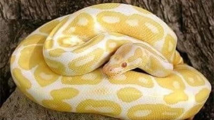 Alarma en Llucmajor: una serpiente pitón albina se ha escapado en la calle Bisbe Jaume
