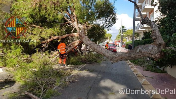 Alarma en Playa de Palma por la caída de un gran pino