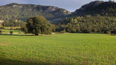 Convocan ayudas de 740.000 euros para la recuperación de la Serra de Tramuntana