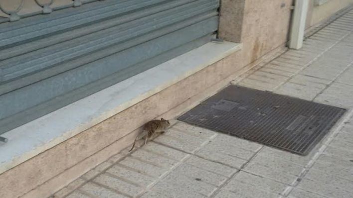 Ratas en Palma