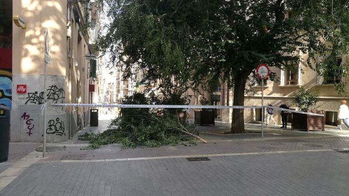 Cierran la calle Olmos por la caída de un árbol