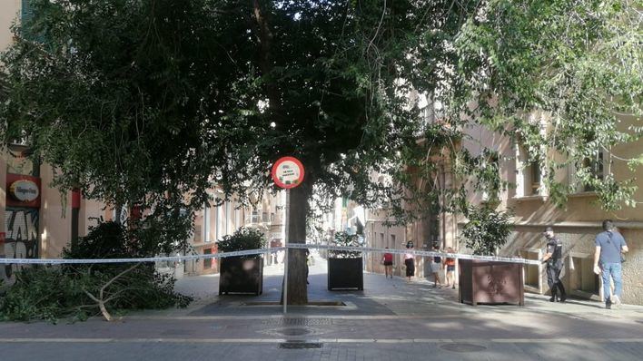 Cierran la calle Olmos por la caída de un árbol