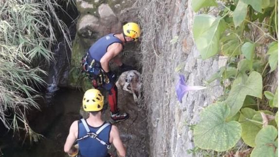 Se busca al dueño de un perro rescatado en el torrente de Fornalutx