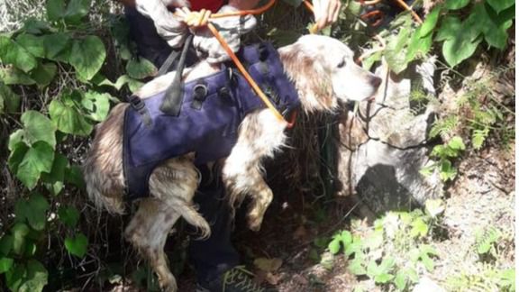 Se busca al dueño de un perro rescatado en el torrente de Fornalutx