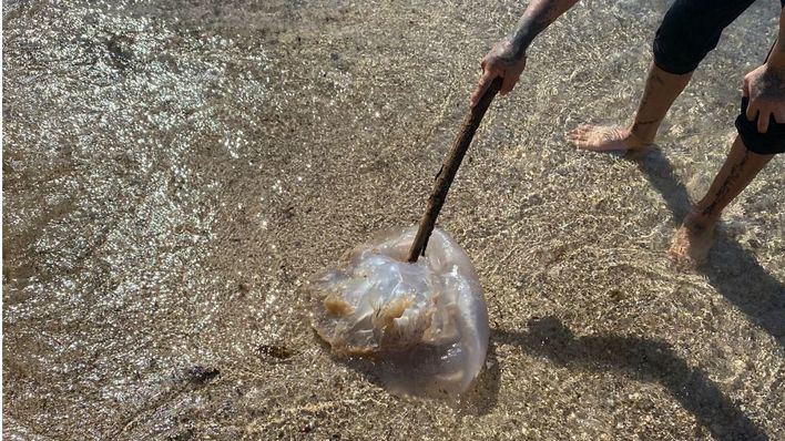 Aparece una medusa de grandes dimensiones en una playa de El Molinar en Palma
