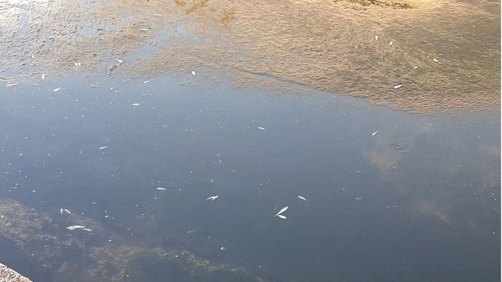Aparecen muertos numerosos peces en el Torrent Gros