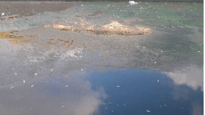 Aparecen muertos numerosos peces en el Torrent Gros
