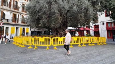 El Ajuntament de Palma refuerza la protección de s'Olivera de Cort