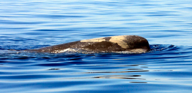Tursiops avistó 20 cachalotes en las aguas de Balears durante este verano