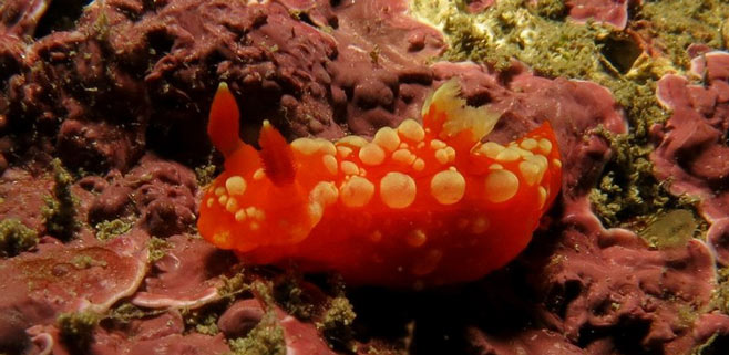 Descubierta una nueva especie de molusco en Mallorca